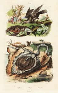 Tunskjell og eurasisk wryneck. av Unbekannter Künstler