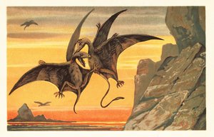 To pterodactyler kjemper midt på flukt mot en blodrød himmel.1908 (litografi) av Unbekannter Künstler
