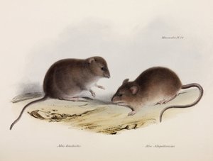 To typer mus, Sør-Amerika, ca 1832-1836 av Unbekannt