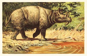 Uintatherium anceps, utdødd planteetende pattedyr fra eocen.1908 (litografi) av Unbekannter Künstler