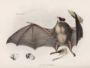 Vampyrflaggermus, Sør-Amerika, ca 1832-1836 av Unbekannter Künstler