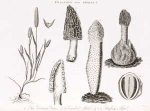 Variasjon av gress og vannlevende phallus des champignons morille av Unbekannt