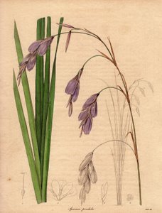 Variety av iris (Sparaxis pendula), kalt Harlequin flower, hjemmehørende i Sør-Afrika, med hengende blomster av lilla farge.Illustrasjon av R. Mills (aktiv 1836-1842), i The Botanist, serie av Benjamin Maund i fem bind, utgitt mellom kl. 1836 og 1842 av Unbekannter Künstler