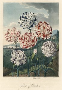 Varianter av vanlige nelliker (eller blomsterhandlernelliker eller nellik) Sterkt vann, utvunnet fra Flora-tempelet, av Dr. Robert Thornton (1768–1837) av Unbekannter Künstler
