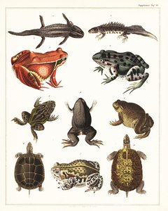 Varianter av amfibier, frosker og skilpadder., 1841 (litografi) av Unbekannter Künstler