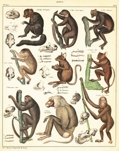 Varianter av aper. ,1841 (litografi) av Unbekannter Künstler