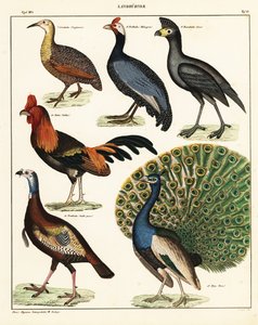 Varianter av fugler. ,1841 (litografi) av Unbekannter Künstler