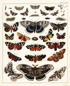 Varianter av sommerfugler, møll, etc., 1841 (litografi) av Unbekannter Künstler