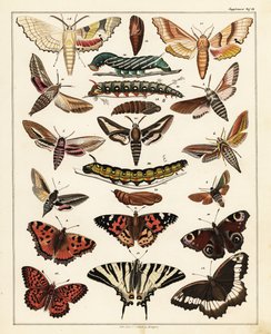 Varianter av sommerfugler, møll, etc., 1841 (litografi) av Unbekannter Künstler