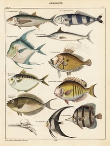 Varianter av fisk., 1841 (litografi) av Unbekannter Künstler
