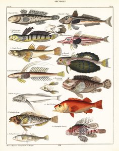 Varianter av fisk., 1841 (litografi) av Unbekannter Künstler