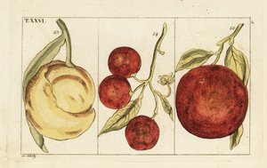 Varianter av appelsiner. av Unbekannter Künstler