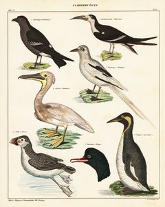 Varianter av sjøfugler. ,1841 (litografi) av Unbekannter Künstler