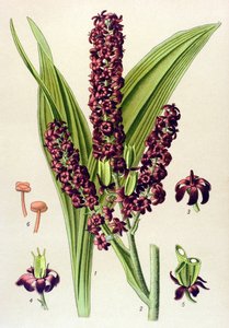 Giftig plante (giftig): Svart veratre (Veratrum nigrum) av Unbekannter Künstler