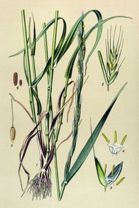 Giftig plante (giftig): berusende agner (Lolium temulentum) av Unbekannter Künstler