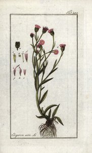 Vergerette acre (Erigeron acris). Litografi fra “Afbeelding der Artseny-Gewassen” av Johannes Zorn (1739-1799), Nederland av Unbekannter Künstler