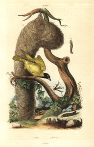 Landsbyveverfugl og reir, Ploceus cucullatus og traneflue, Tipula-arter av Unbekannt