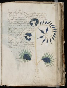 Voynich Manuscript folio 56r, ca. 1500 (blekk på pergament) av Unbekannt