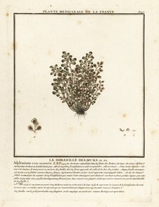 Wall-rue, Asplenium ruta-maria. av Unbekannter Künstler