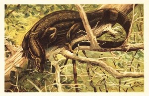 Vannovervåkningsøgle, Varanus salvator. 1908 (litografi) av Unbekannter Künstler