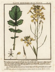 Brønnkarsebladrakett, Erucastrum nasturtiifolium. av Unbekannter Künstler