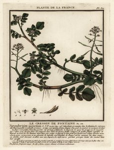 Brønnkarse, Nasturtium officinale. av Unbekannter Künstler