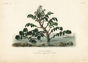 Brønnkarse eller gulkarse, Nasturtium officinale, Cresson de fontaine av Unbekannt