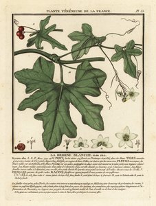 Hvit bryony, Bryonia alba. av Unbekannter Künstler