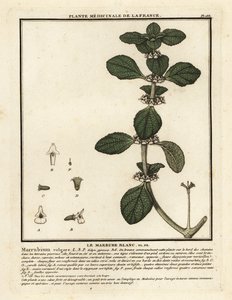 Hvit horehound, Marrubium vulgare. av Unbekannter Künstler
