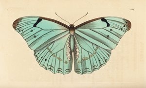 Hvit morpho, Morpho laertes av Unbekannt