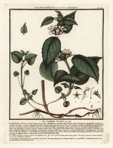 Hvit brennesle, Lamium album. av Unbekannter Künstler