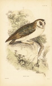 Hvit ugle eller perleugle, Tyto alba, plassert på en stein. 1889 (gravering) av Unbekannter Künstler