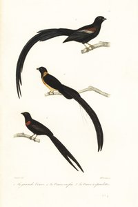 Whydah-fugler og enkefugl. av Unbekannter Künstler
