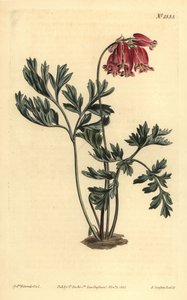 Vilt blødende hjerte, Dicentra formosa av Unbekannt