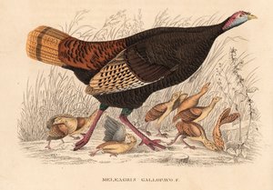 Vill kalkun, Meleagris gallopavo, høne med høner. Håndfarget litografi fra Georg Friedrich Treitschkes naturhistoriske galleri, Naturhistorischer Bildersaal des Thierreiches, Liepzig av Unbekannter Künstler
