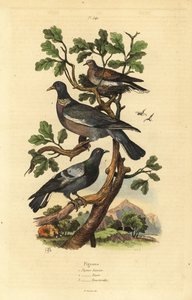 Skogdue, Columba palumbus, vanlig due, Columba livia og turteldue, Streptopelia risoria av Unbekannt