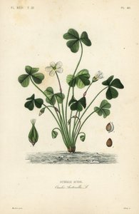 Vedsyre, Oxalis acetosella, Surellesyre av Unbekannt