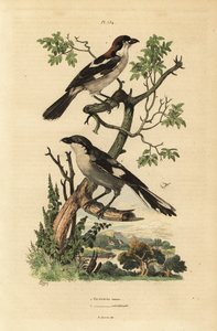Woodchat Shrike, Lanius-senator, og Southern Gray Shrike, Lanius av Unbekannt
