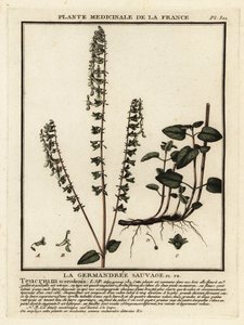 Woodland germander, Teucrium scorodonia. av Unbekannter Künstler