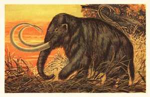 Ullen mammut, Mammuthus primigenius.1908 (litografi) av Unbekannter Künstler