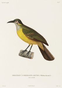 Gulkinn Philedon, New Guinea av Unbekannter Künstler