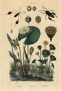 Gul lotus, Nelumbo lutea 1, bladfotkryp, Anisoscelis foliaceus 2 og Anoplocnemis curvipes 3, og hvit vannlilje, Nymphaea alba 4 av Unbekannt