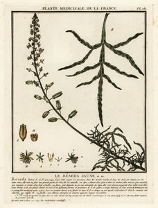 Gul mignonette, Reseda lutea. av Unbekannter Künstler
