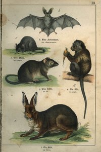 Zoologi: representasjon av en flaggermus, en mus, en rotte, en ape, en hare. Tallerken fra en fransk-tysk barneordbok av Unbekannt