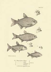 Zoologi: representasjon av fisken «Tetragonopterus abramis, rutilus, scabripinnis, interruptus» beskrevet av Charles Darwin under reisen hans om bord på Beagle. Plate fra «Zoologien til HMS Beagle under kommando av kaptein Fitzroy under av Unbekannter Künstler