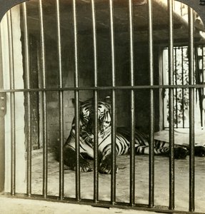 Fanget menneskeetende tiger får skylden for 200 dødsfall, Calcutta, India, c1903.