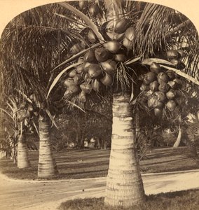 Kokosnøtttrær i den hvite sanden i Florida. USA, c1900. av Underwood and Underwood