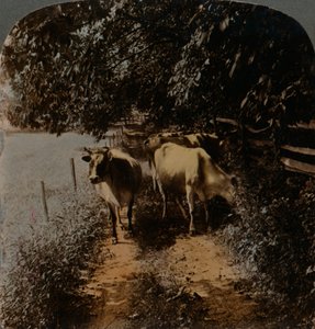 Kyr som kommer hjem opp banen ved melketid, c1900. Artister: Elmer Underwood, Bert Elias Underwood. av Underwood and Underwood