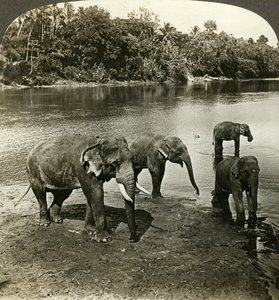 Elefanter, Sri Lanka Ceylon. av Underwood and Underwood