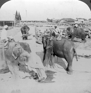 Elefanter som jobber i en tømmergård, India, ca 1900-tallet. av Underwood and Underwood